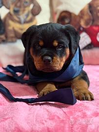 Rottweiler con pedigree ENCI