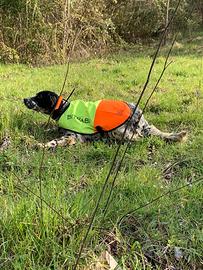 Setter inglese