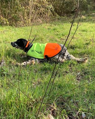 Setter inglese