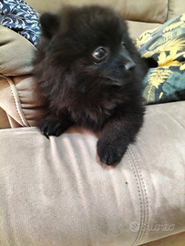 Volpino di Pomerania