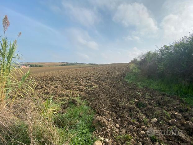 Terreno seminativo con piante di Olivo Rif.965