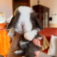 Mini Lop Ariete Nano