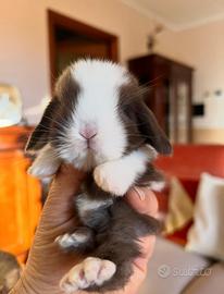 Mini Lop Ariete Nano