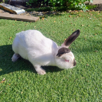 Conigli Californiani