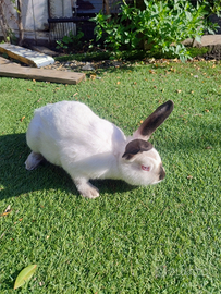 Conigli Californiani