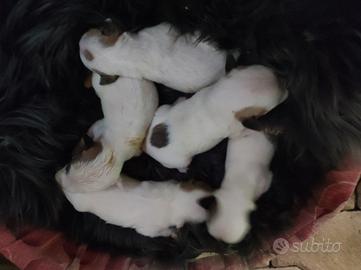 Jack Russell terrier cuccioli 