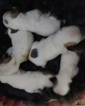 Jack Russell terrier cuccioli 