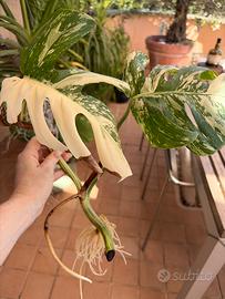Talea Monstera Variegata Albo