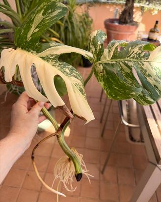 Talea Monstera Variegata Albo