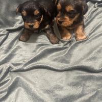 Splendidi cuccioli Morkie su prenotazione
