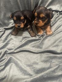 Splendidi cuccioli Morkie su prenotazione