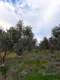 Terreno agricolo con uliveto