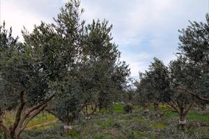 Terreno agricolo con uliveto