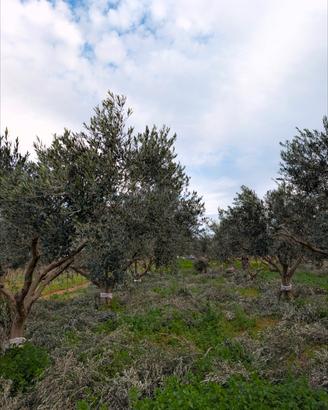 Terreno agricolo con uliveto