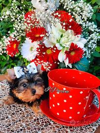 Mini mini mini Yorkshire Terrier mini