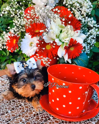 Mini mini mini Yorkshire Terrier mini
