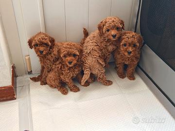 Cucciola barboncino toy