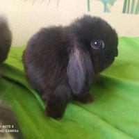 Coniglietto nano ariete mini lop