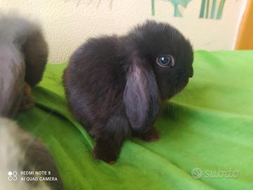 Coniglietto nano ariete mini lop