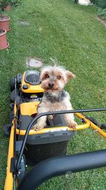 Yorkshire maschio per monta