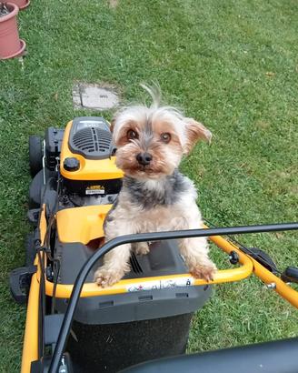 Yorkshire maschio per monta