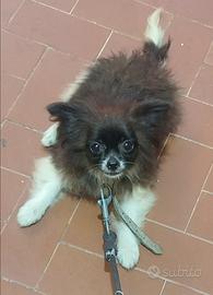 Chihuahua a pelo lungo bianca e nera piccolissima