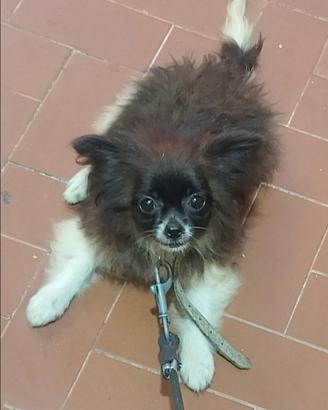 Chihuahua a pelo lungo bianca e nera piccolissima