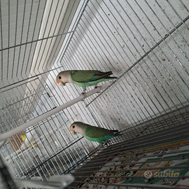 Inseparabili roseicollins