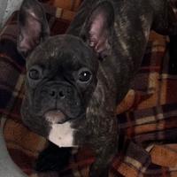 Bulldog francese ( con codino) maschietti