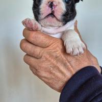 Cuccioli Boston