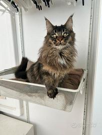 Maschio Maine coon XXXL