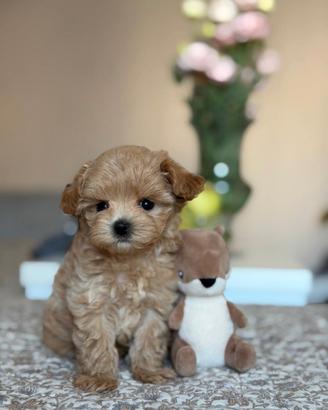 Maltipoo Mini Toy Maschietti