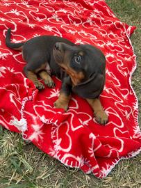 Cucciolo bassotto nano