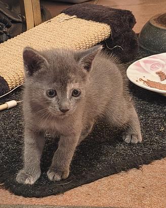 GATTINE 2 MESI