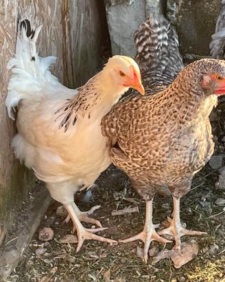 Galline ovaiole