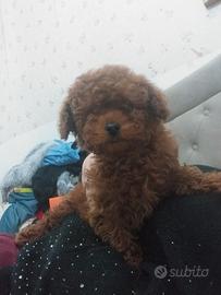 Barboncini Mini Red braun