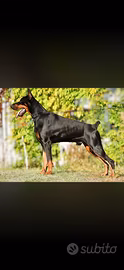 Cuccioli Dobermann