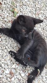 Gattini
