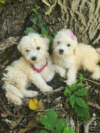 Maltipoo cuccioli
