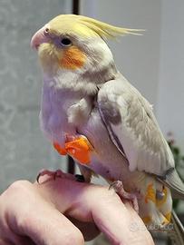 Calopsite allevata a mano