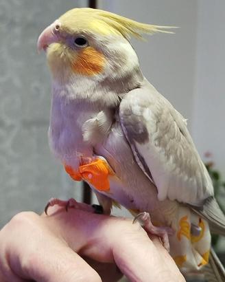 Calopsite allevata a mano