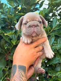 Cucciolo di bulldog francese big rope Isabella