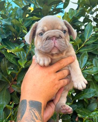 Cucciolo di bulldog francese big rope Isabella