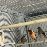 Canarini maschi 2025