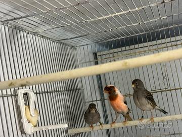 Canarini maschi 2025