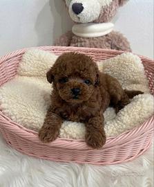 Meravigliosa Barboncina Teacup mini Toy Red