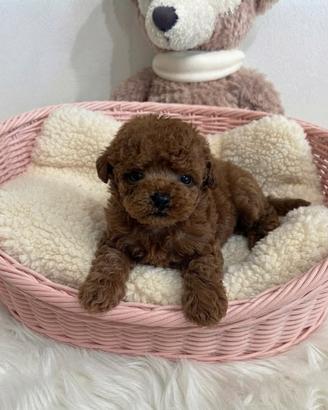 Meravigliosa Barboncina Teacup mini Toy Red