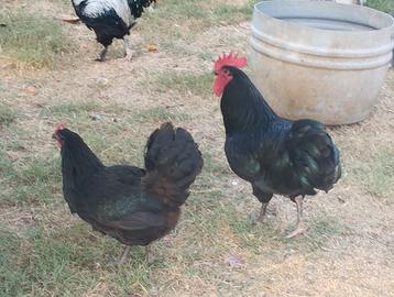 Australop