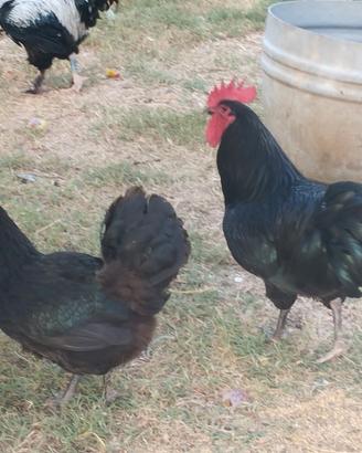 Australop