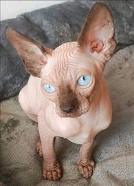 Maschietto Sphynx con PEDIGREE